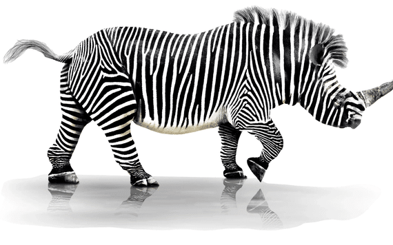 Animal mêlant zèbre et rhinocéros sur fond blanc